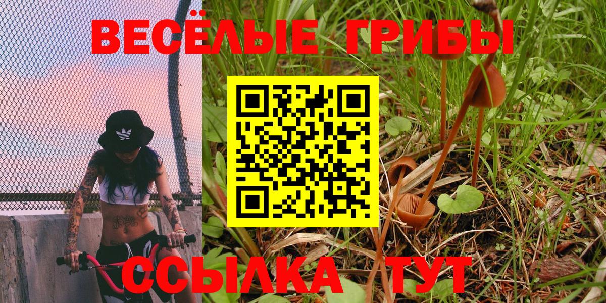 Псилоцибиновые грибы Psilocybe Ипатово
